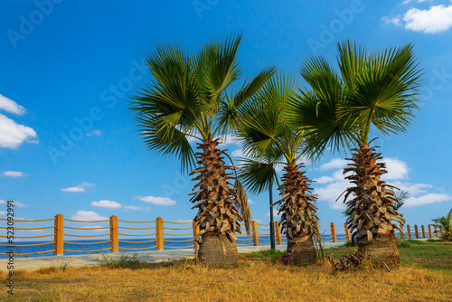 Palm trees on the promenade of the city beach in Turkey on the Mediterranean coast