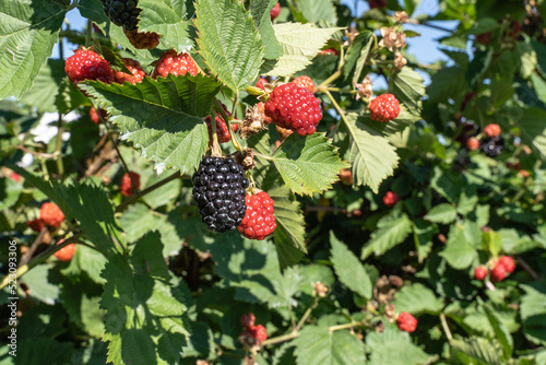 Blackberries ripening on bush at local orchard.