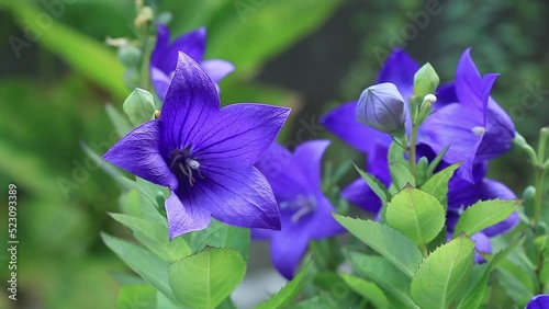 キキョウの花