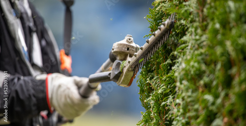 Gardener services. Hedge cutting. The blade of a gasoline trimmer trims a thuja bush close-up.