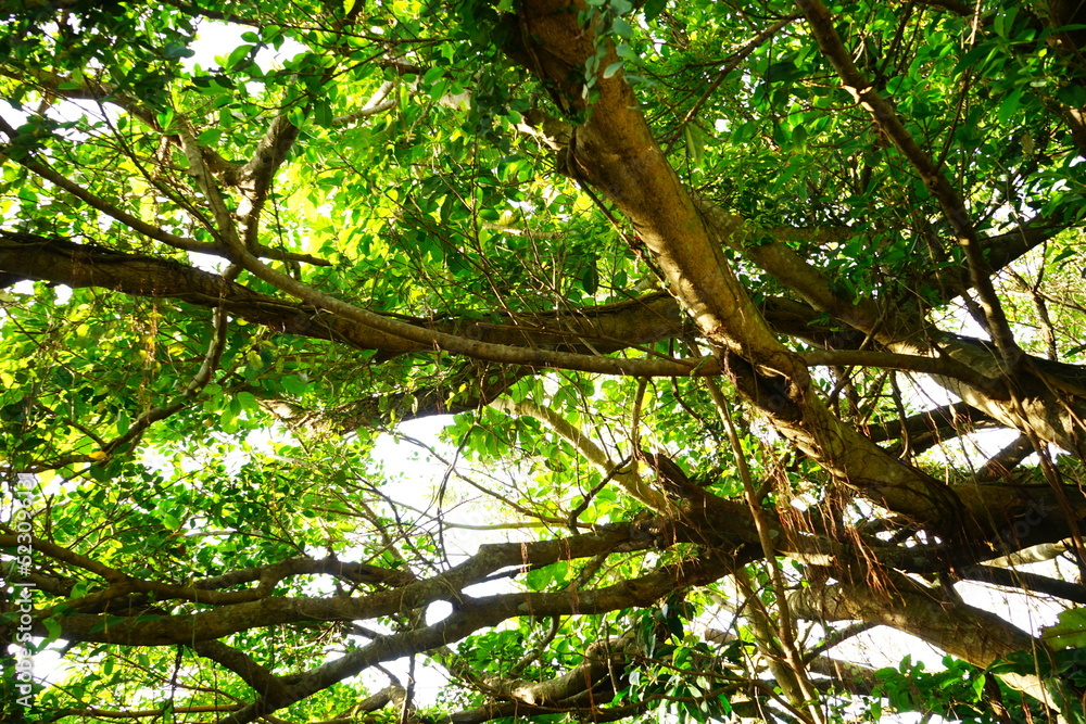 sunlight shines through trees - 木漏れ日 sunlight shines through trees - 木漏れ日