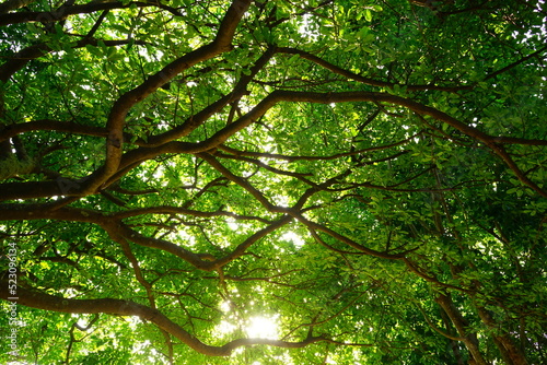 sunlight shines through trees - 木漏れ日 © Eric Akashi