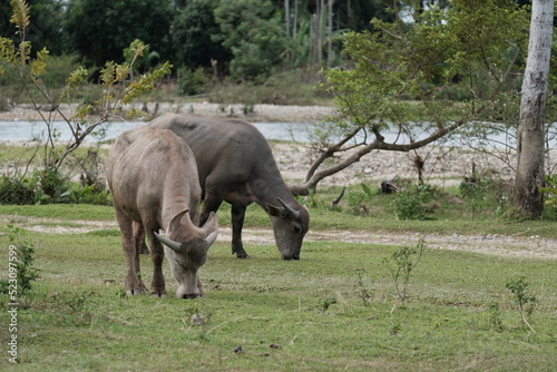 Two buffaloes eating grass beside a river