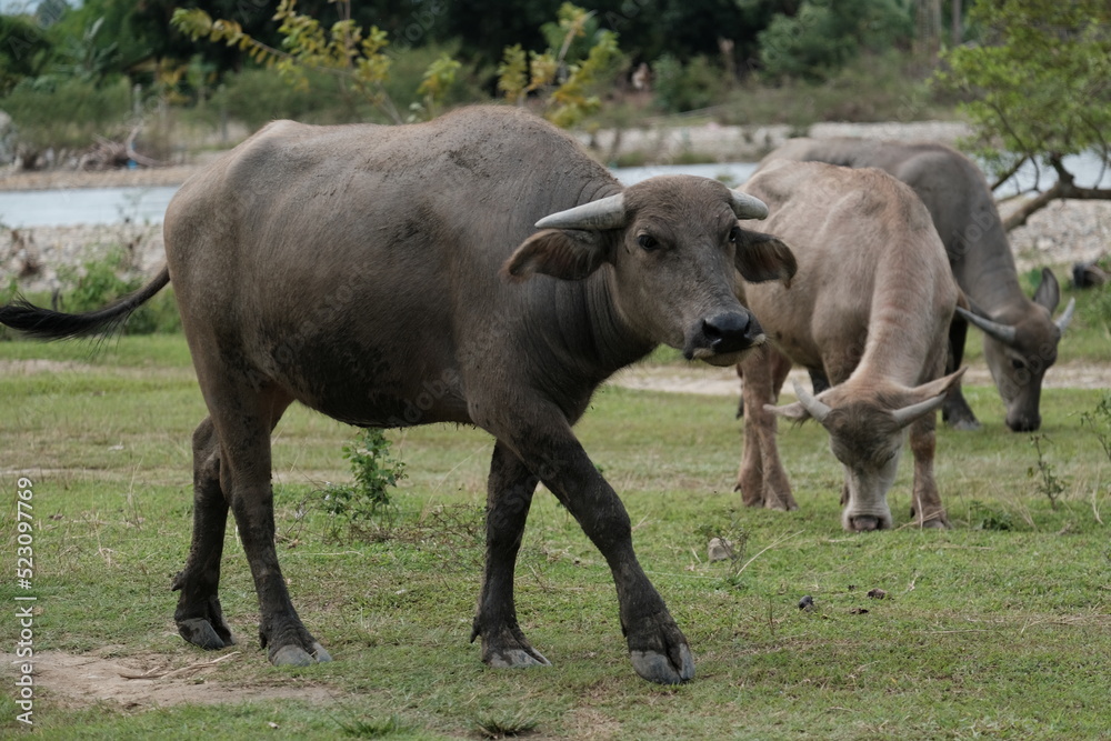 A buffalo walking and looking at food A buffalo walking and looking at food