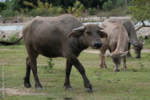 A buffalo walking and looking at food