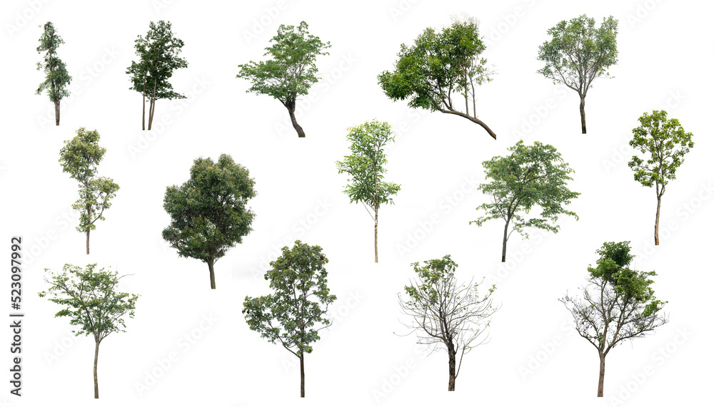 Green tree set pattern on the isolated white background, eco and nature plant environment related for design, alone element or single tree forest and outdoor Green tree set pattern on the isolated white background, eco and nature plant environment related for design, alone element or single tree forest and outdoor