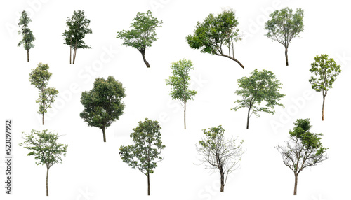 Green tree set pattern on the isolated white background, eco and nature plant environment related for design, alone element or single tree forest and outdoor © souayang