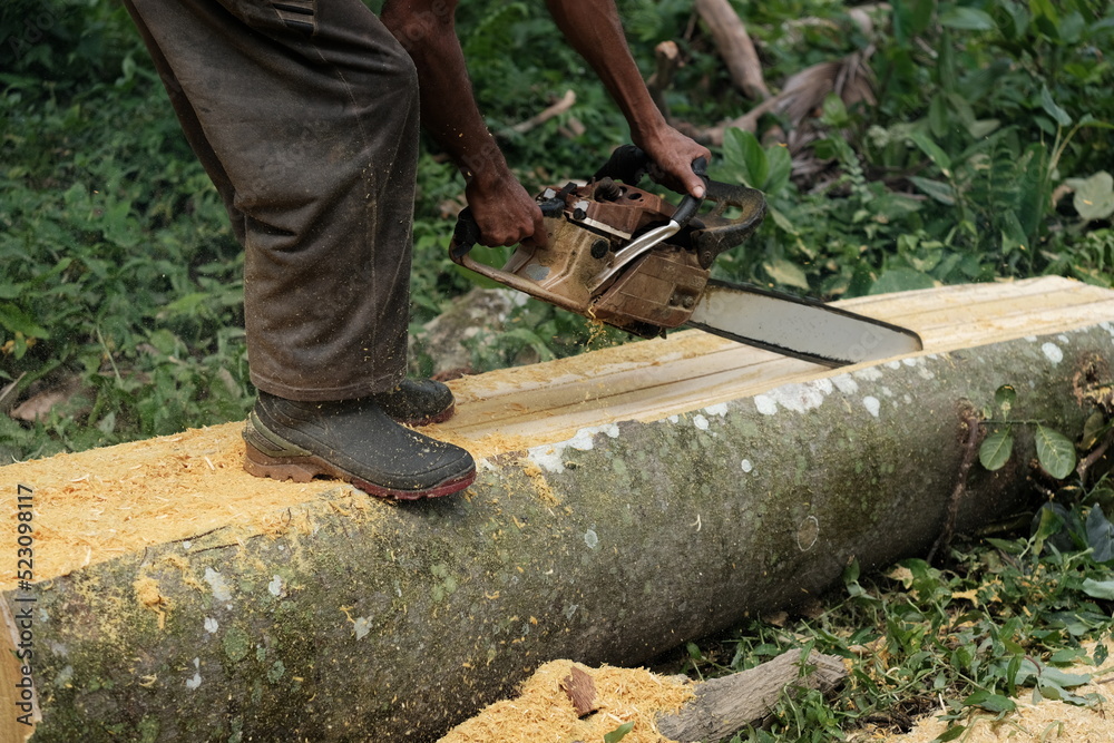 A worker cuts wood with a woodcutter located in Blangpidie A worker cuts wood with a woodcutter located in Blangpidie