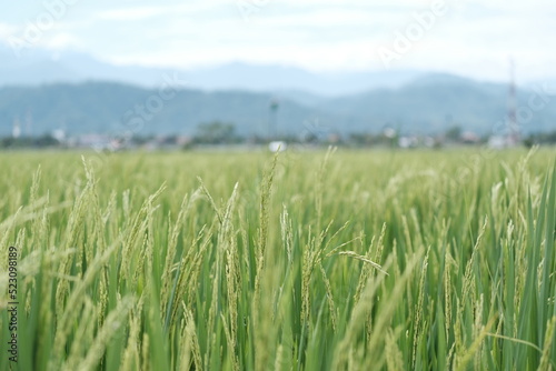 The view on the green in the middle of the vast rice fields