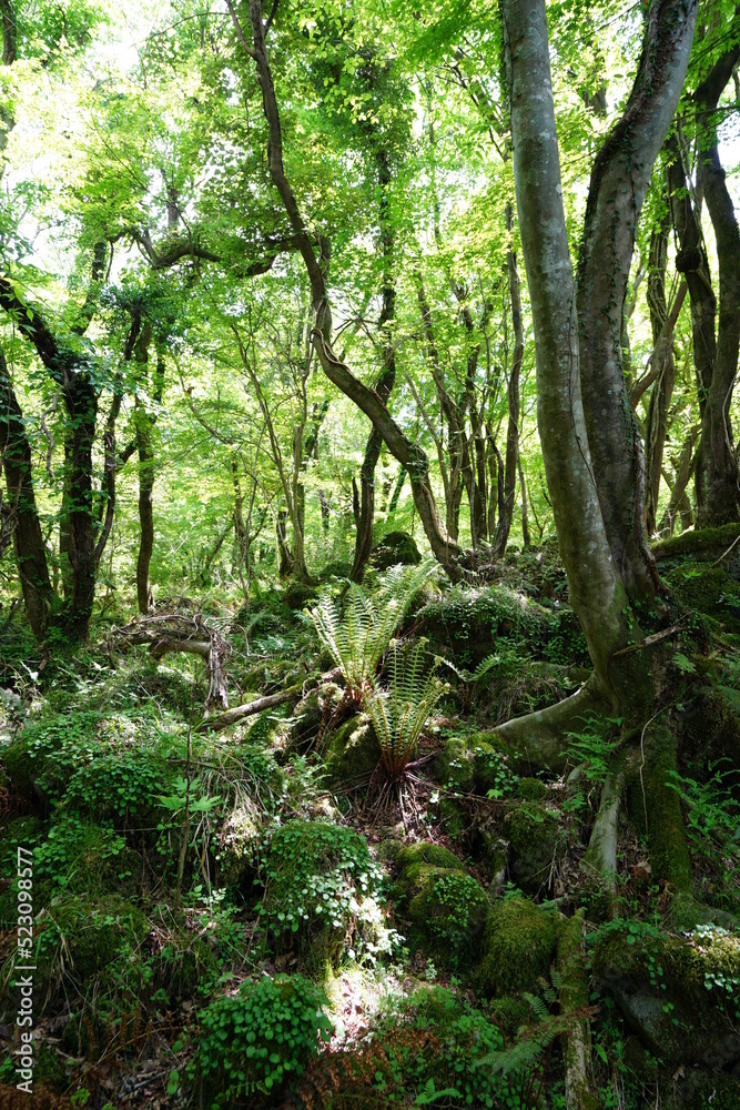 fern and mossy rocks in primeval forest fern and mossy rocks in primeval forest