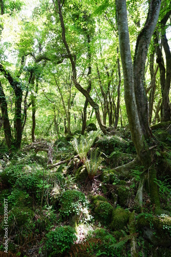 fern and mossy rocks in primeval forest