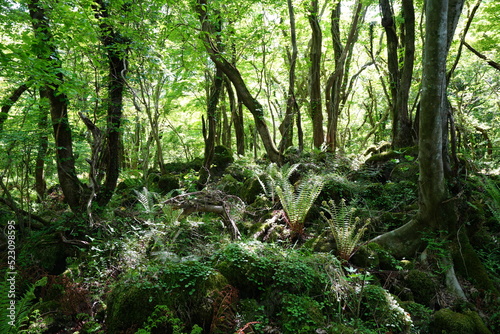 fern and mossy rocks in primeval forest