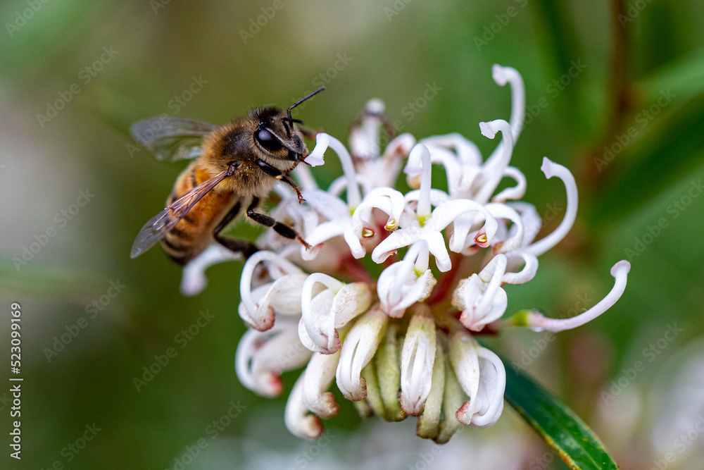bee bee