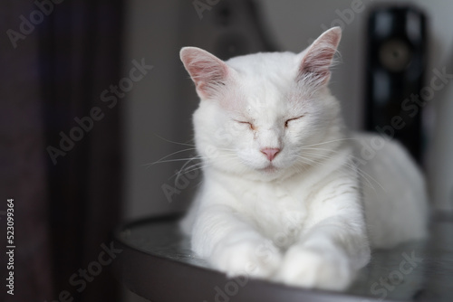 Thoughtful snow white cat on the table