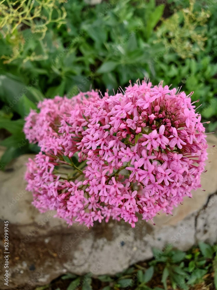 Obraz premium pink and white flowers