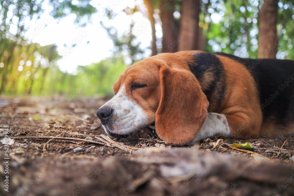 A cute tri-colored beagle dog lay down outdoor under the tree.