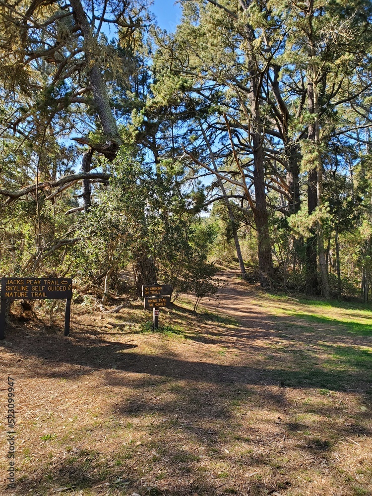 Fototapeta premium path in the park