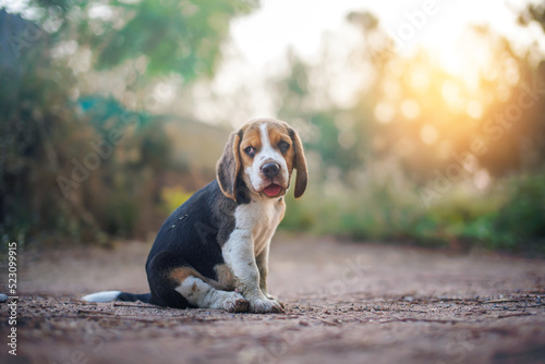 A cute beagle puppy sit on the ground outdoor in the yard.