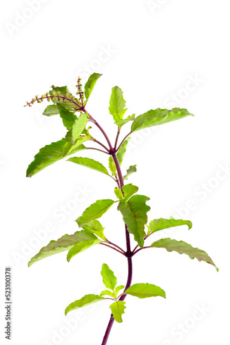 Holy basil isolated on white background. Holy basil leaf are useful herbs and food ingredient has a spicy flavor.  