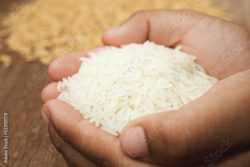 Kid hands holding jasmine rice. Jasmine rice holding in hands on dark wooden table with paddy rice.