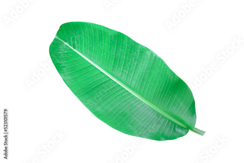 green banana leaves on a white background