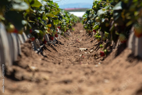 A row of strawberry plants in Watsonville, California