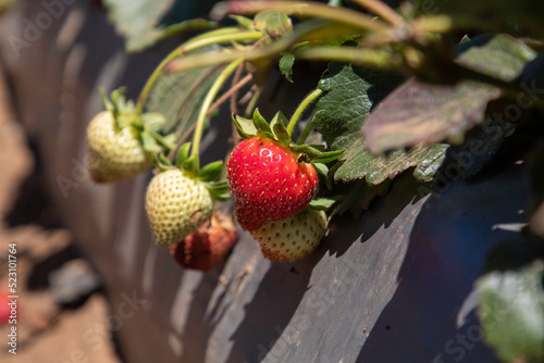 Strawberry on a plant in a garden