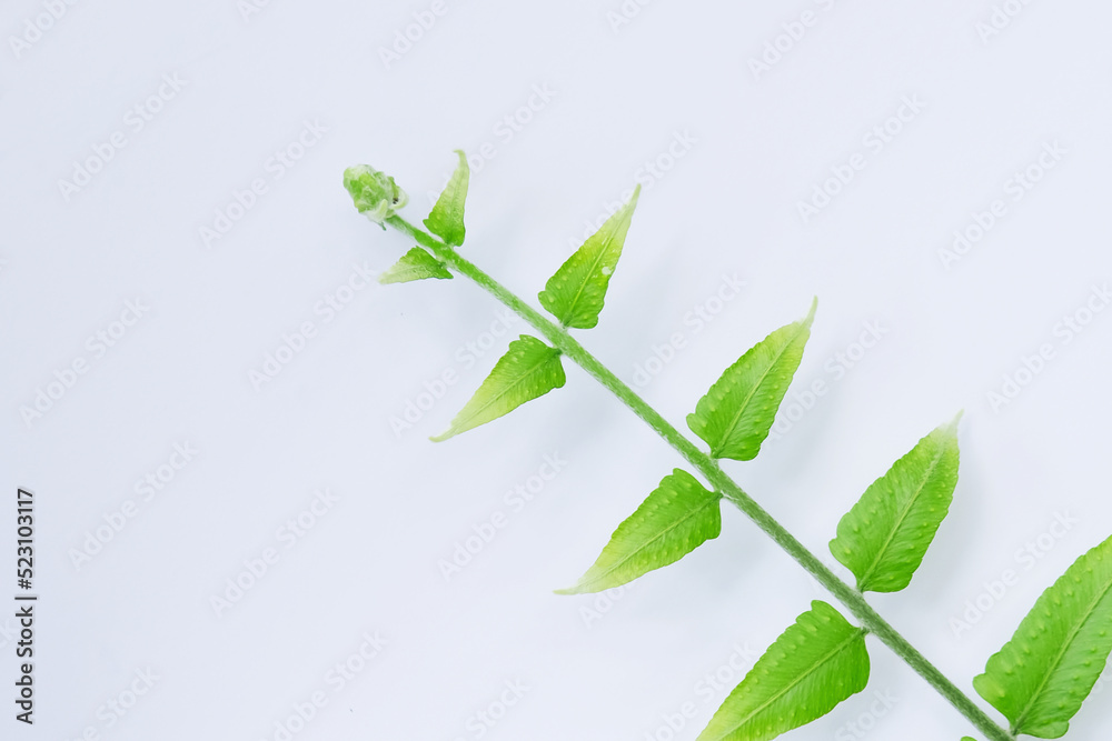 Fototapeta premium Young fern leaves isolated on a white background
