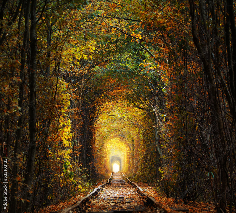 Fototapeta premium Autumn tunnel of love. City of Klevan, Ukraine