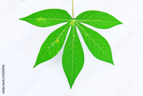 Cassava leaves or cassava plants isolated on white background. Cassava leaves have medicinal properties and are processed as food ingredients photo