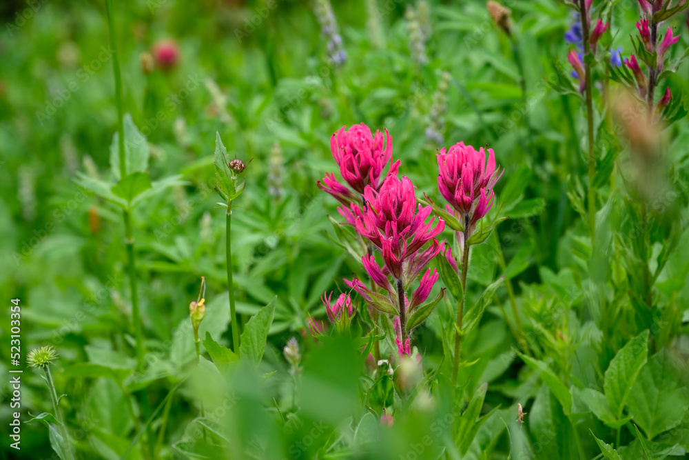 Scarlet Paintbrush blooming bright red in an alpine wildflower meadow, Paradise area at Mt. Rainier national park, as a nature background
Scarlet Paintbrush blooming bright red in an alpine wildflower meadow, Paradise area at Mt. Rainier national park, as a nature background