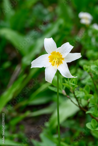 White Avalanche Lily blooming white and yellow in an alpine wildflower meadow, Paradise area at Mt. Rainier national park, as a nature background
 photo