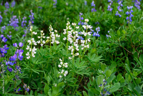 Broadleaf Lupine blooming in unusual white variation and common blue flowers, in an alpine wildflower meadow, Paradise area at Mt. Rainier national park, as a nature background
