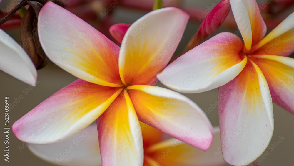 frangipani plumeria flower frangipani plumeria flower