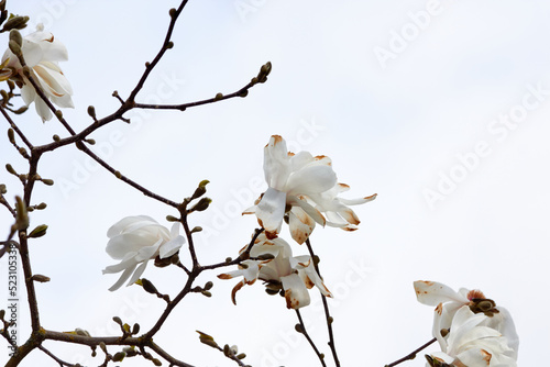 Magnolia flowers changing petal colours