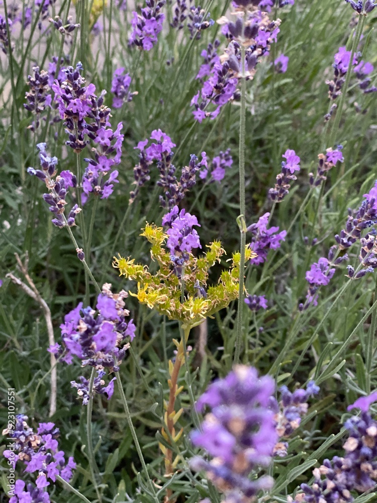 Fototapeta premium Lavandula angustifolia bloomed in garden near Wlodawa