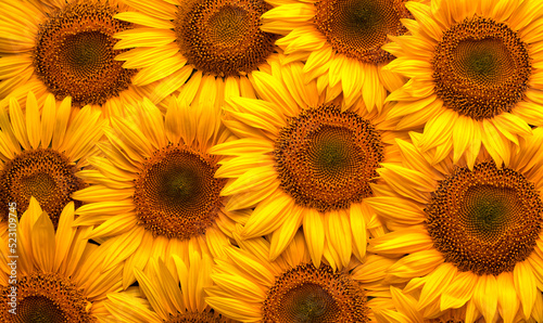 Blooming sunflower flowers. Texture. Abstract natural background.