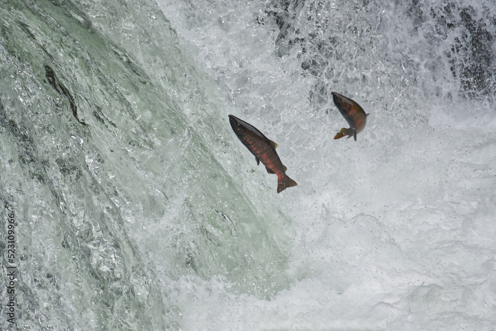 Obraz premium Cherry salmon at Sakura Falls, Kiyosato, Hokkaido