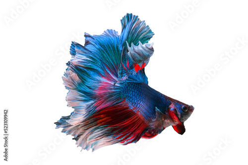 Canvas Print Blue and red color siamese betta fish or splendens fighting fish in thailand on transparent background