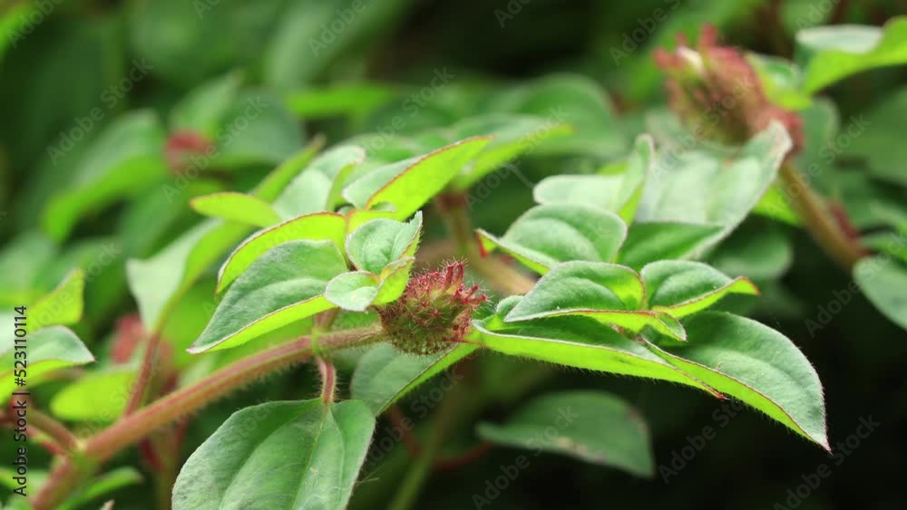 Close up of purple Malabar melastome flower known also as Melastoma malabathricum with green leaf in the garden. concept nature and flowers. Close up of purple Malabar melastome flower known also as Melastoma malabathricum with green leaf in the garden. concept nature and flowers.