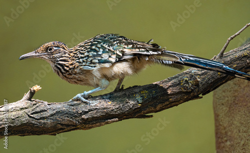 The greater roadrunner (Geococcyx californianus) is a long-legged bird in the cuckoo family photo
