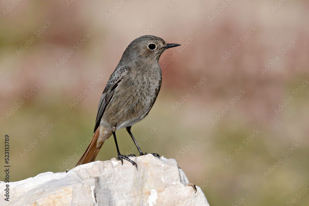 Black redstart - female // Hausrotschwanz - Weibchen (Phoenicurus ochruros) 