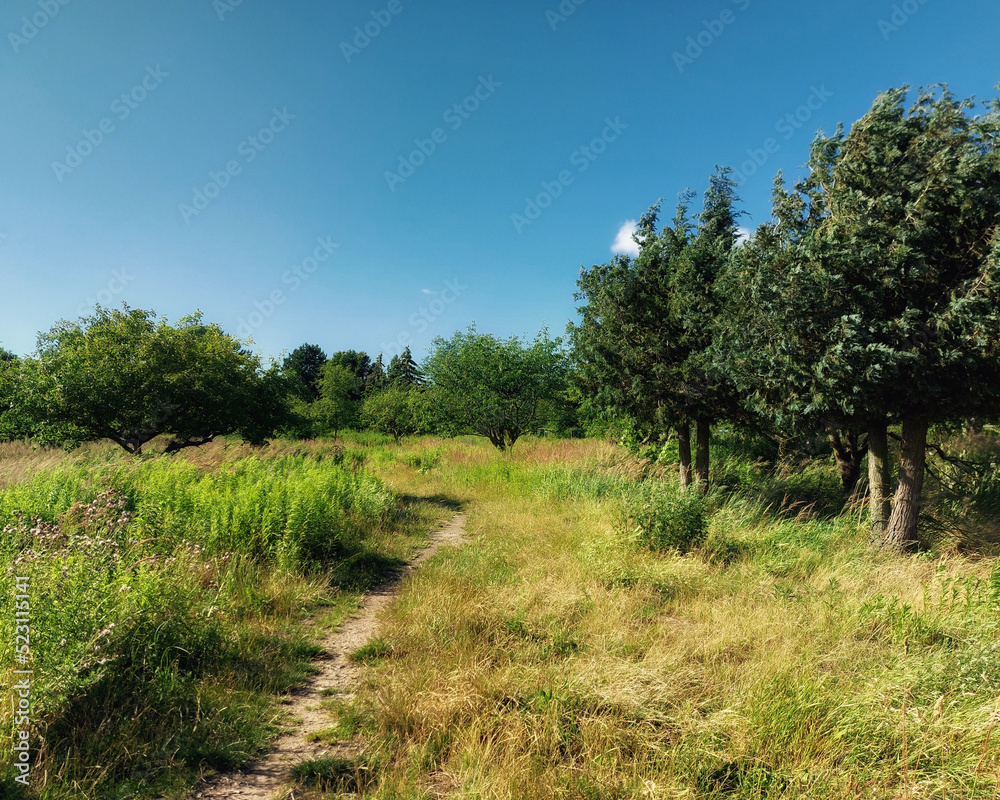 Path through a wild orchard in summer Path through a wild orchard in summer