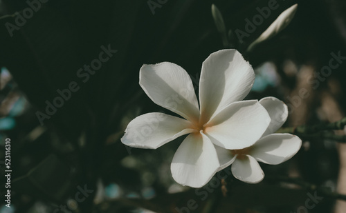 white plumeria blooming in nature