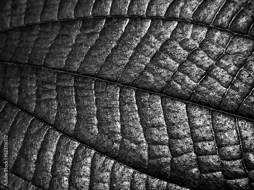black leaf , dark filter color effect background