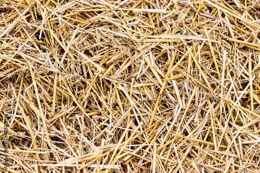 Straw after harvesting wheat. Close-up. Natural natural background. Straw - as feed and bedding for livestock. Straw after harvesting wheat. Close-up. Natural natural background. Straw - as feed and bedding for livestock.