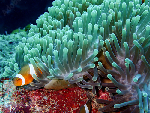 The symbiotic relationship between an anemone  Heteractis magnifica  and a clownfish  Amphiron ocellaris  is a classic example of two organisms benefiting the other