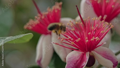 Flower feijoa