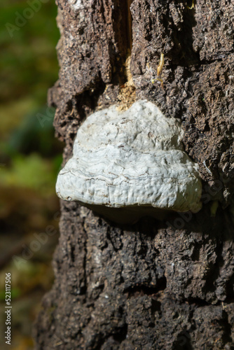 Fomes fomentarius, commonly known as the tinder fungus