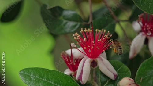 Flower feijoa